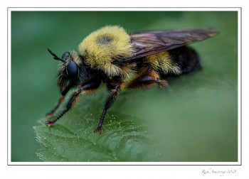 Robber-Fly-copy.jpg