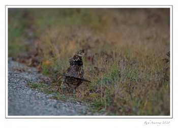 Ruffed-Grouse-1-copy.jpg