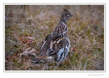 Ruffed-Grouse-3-copy.jpg
