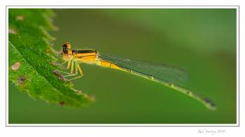 SC-Orange-Damsel-fly-copy.jpg