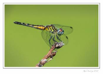 SM-dragonfly-3.jpg