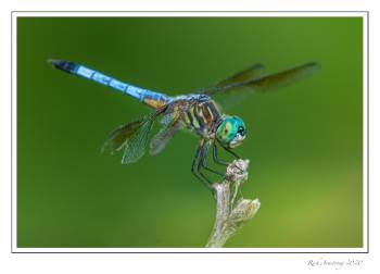 SM-dragonfly-4.jpg