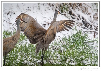Sandhill-Crane-1-copy.jpg