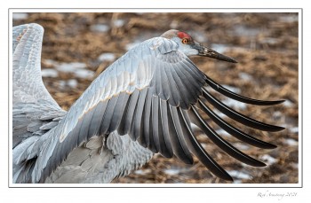 Sandhill-Crane-2h-copy-2.jpg