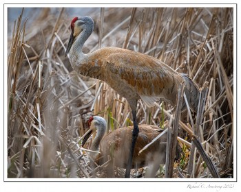 Sandhill-Cranes-2-copy.jpg