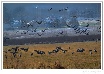 Sandhill-Cranes-4a-copy-2.jpg