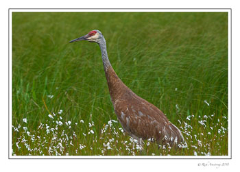 Sandhill-crane-1-copy-7.jpg