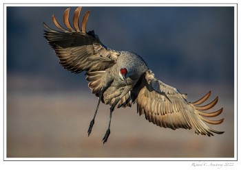 Sandhill-crane-2a-copy-2.jpg
