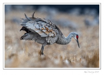 Sandhill-crane-6h-copy-2.jpg