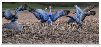 Sandhill-cranes-dancing1-copy.jpg