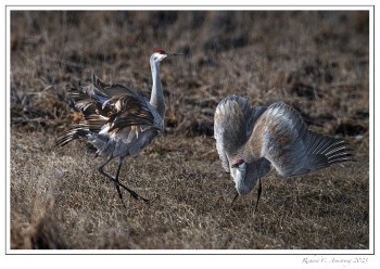 Sandhill-dancing-1c-copy-2.jpg
