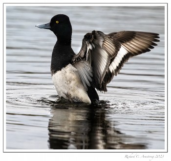 Scaup-2-copy.jpg