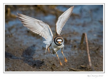 Semi-palmated-Plover-1-copy.jpg