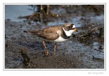 Semi-palmated-Plover-2a-copy.jpg