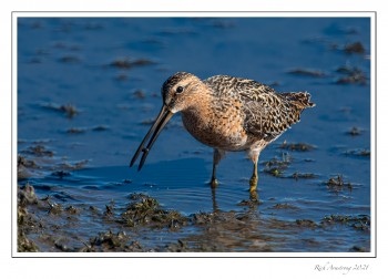 Short-billed-dowitcher-1-copy.jpg