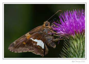 Silver-spotted-Skipper-copy.jpg