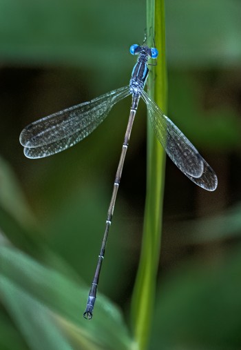 Slender-Spreadwing-1-copy-2.jpg