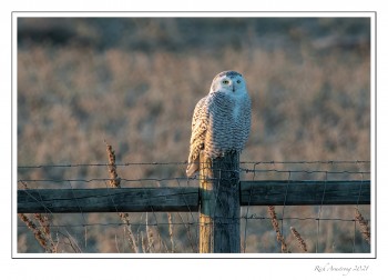 Snowy-owl-1a-copy.jpg