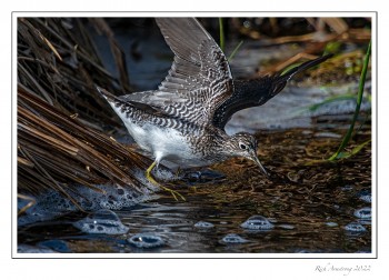 Solitary-sandpiper-2-copy.jpg