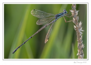 Spreadwing-3-copy-2.jpg