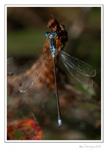 Spreadwing-3.jpg