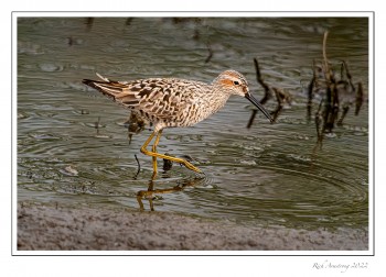 Stilt-Sandpiper-copy.jpg