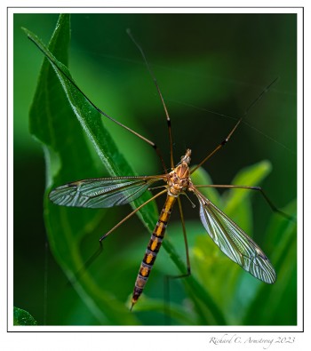 Strange-bug-copy.jpg