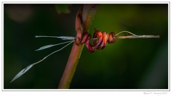 Tangled-growth-1.-copy.jpg