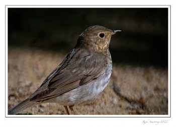Thrush-2-copy.jpg