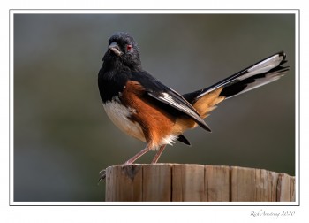 Towhee-1-copy.jpg