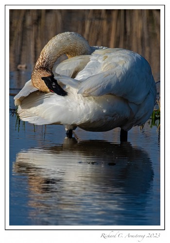 Trumpeter-Swan-2-copy.jpg