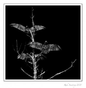 Turkey-Vultures-bnw.jpg