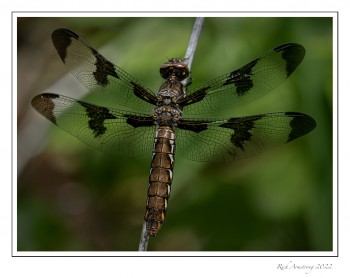 Twelve-spotted-Skimmer,-female.jpg