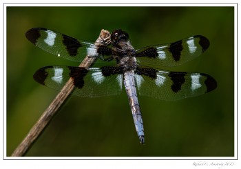 Twelve-spotted-Skimmer-1-copy.jpg