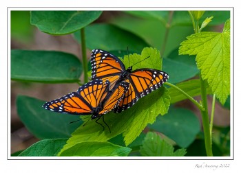 Two-Viceroy-butterflies-1-copy.jpg