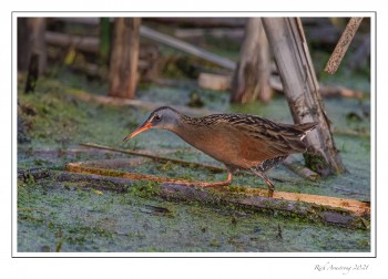 Virginia-Rail-1-copy.jpg