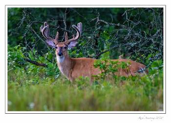 White-tailed-buck-12-pt.jpg