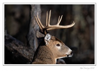 White-tailed-buck-8d-copy.jpg