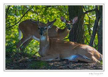 White-tailed-bucks-1a-copy.jpg