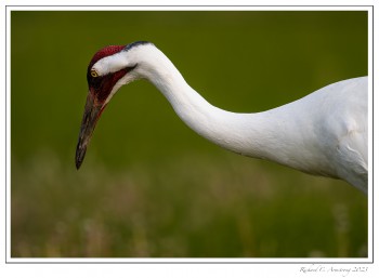 Whooping-Crane-Portrait-2-copy.jpg