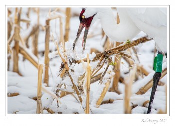 Whooping-crane-1-copy-2.jpg