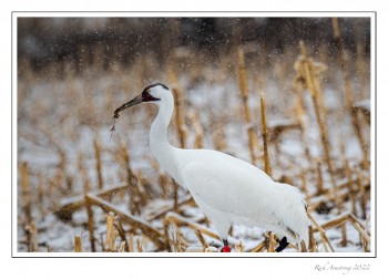 Whooping-crane-1e-copy-2.jpg