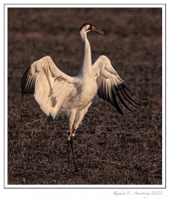 Whooping-crane-3.jpg