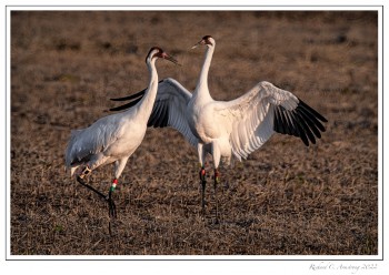 Whooping-crane-pair-1.jpg