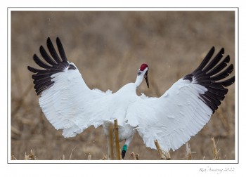 Whooping-crane1jpg-copy.jpg