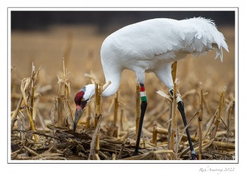 Whooping-crane3-copy-2.jpg