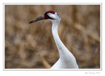Whooping-crane8-copy-2.jpg