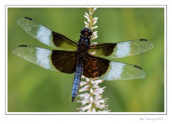 Widow-Skimmer,-male-copy-2.jpg