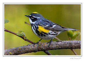 Yellow-rump-warbler-1-copy-copy.jpg
