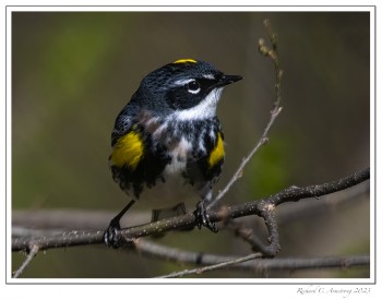 Yellow-rumped-Warbler-1-copy.jpg